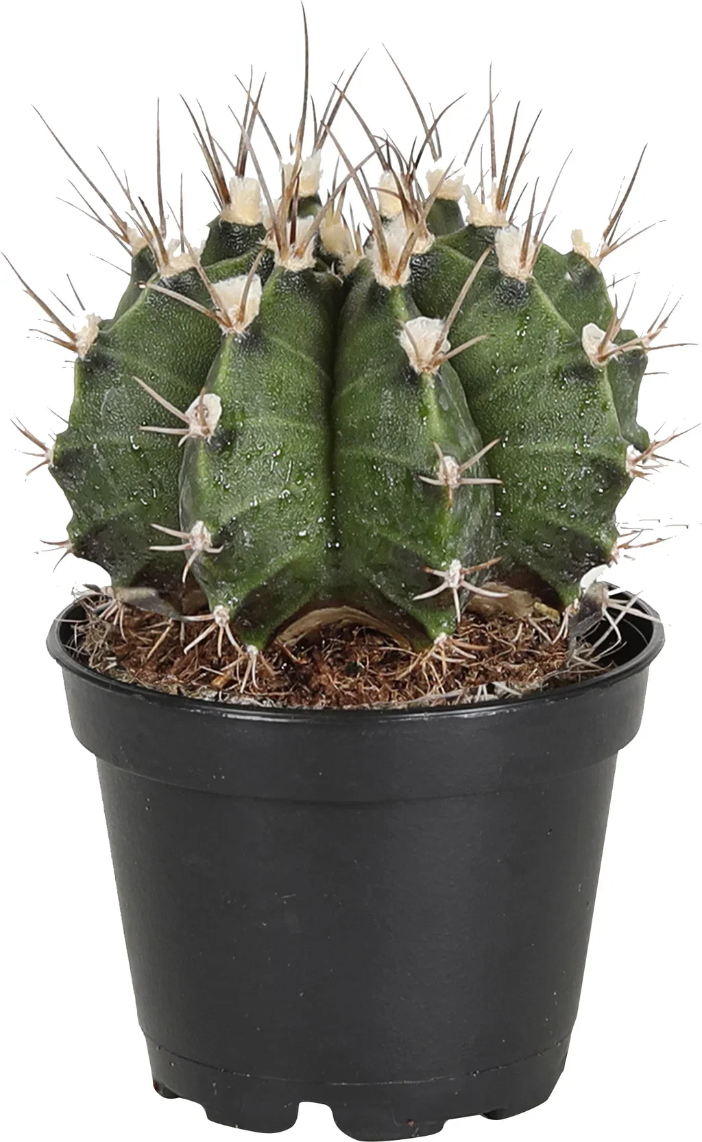 Cactus mix Kaktus mini miks Høyde 10 cm