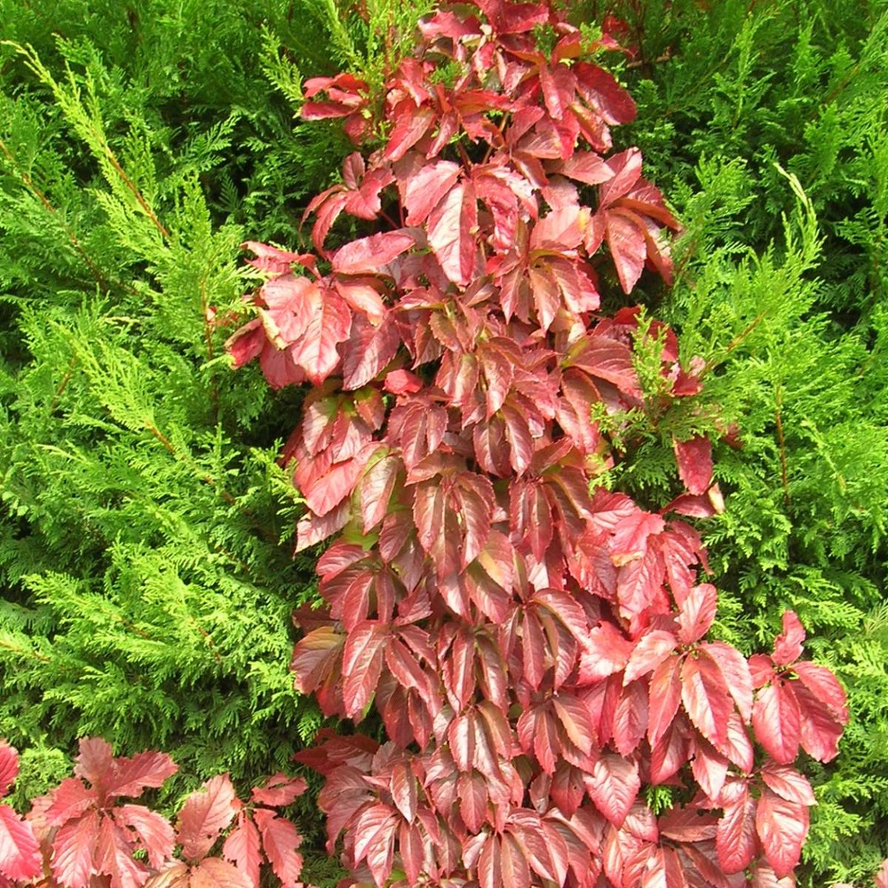 Vigne vierge quinquefolia/parthenocissus quinquefolia[-]godet - 5/20 cm