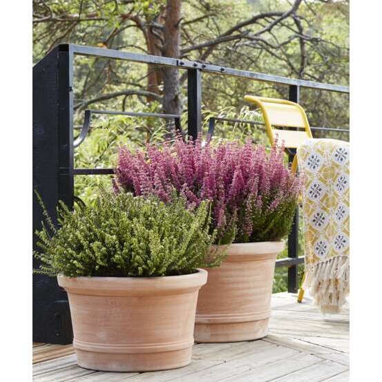 Erica darleyensis, coloris variables - pot 5L
