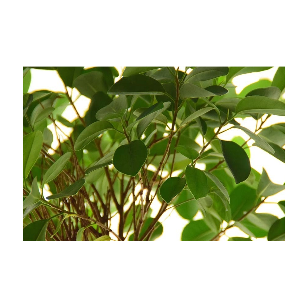 Terreau de rempotage 1,5kg (lot de 2)
