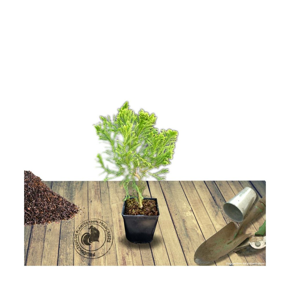 Cèdre du japon japonica cristata/cryptomeria japonica cristata[-]pot de 3l - 20/40 cm
