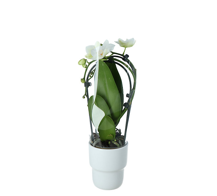 Phalenopsis pot cascade 9 cm