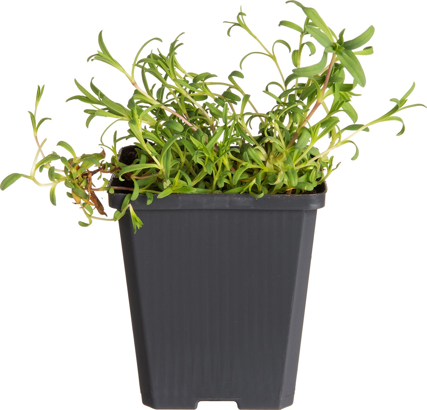 Gipskruid (Gypsophila repens 'Alba') D 9 H 10 cm