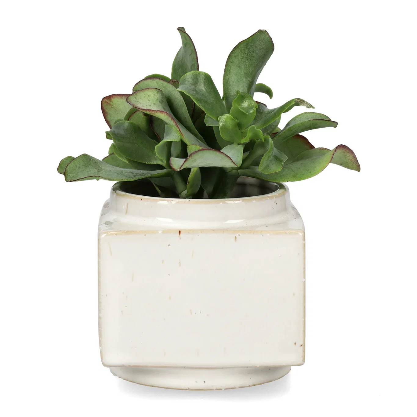 Minipotte Ohara Ø8 cm