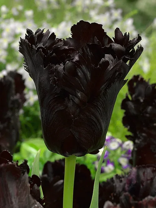 Tulipa gesneriana (Parrot Tulip-Group) 'Black Parrot' Papegøyetulipan 'Black Parrot'