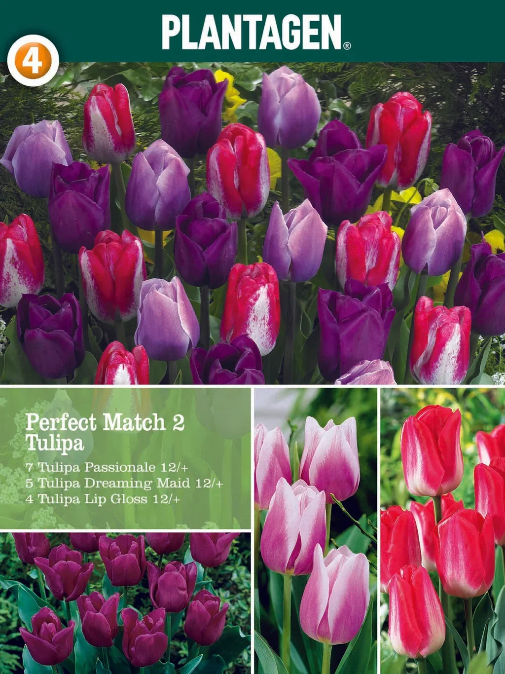 Tulipa Tulipanmiks Lovers Blend