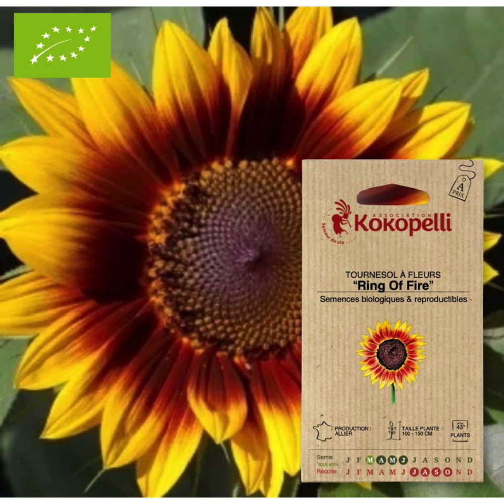 Sachet de graines bio à semertournesol à fleurs ring of fire