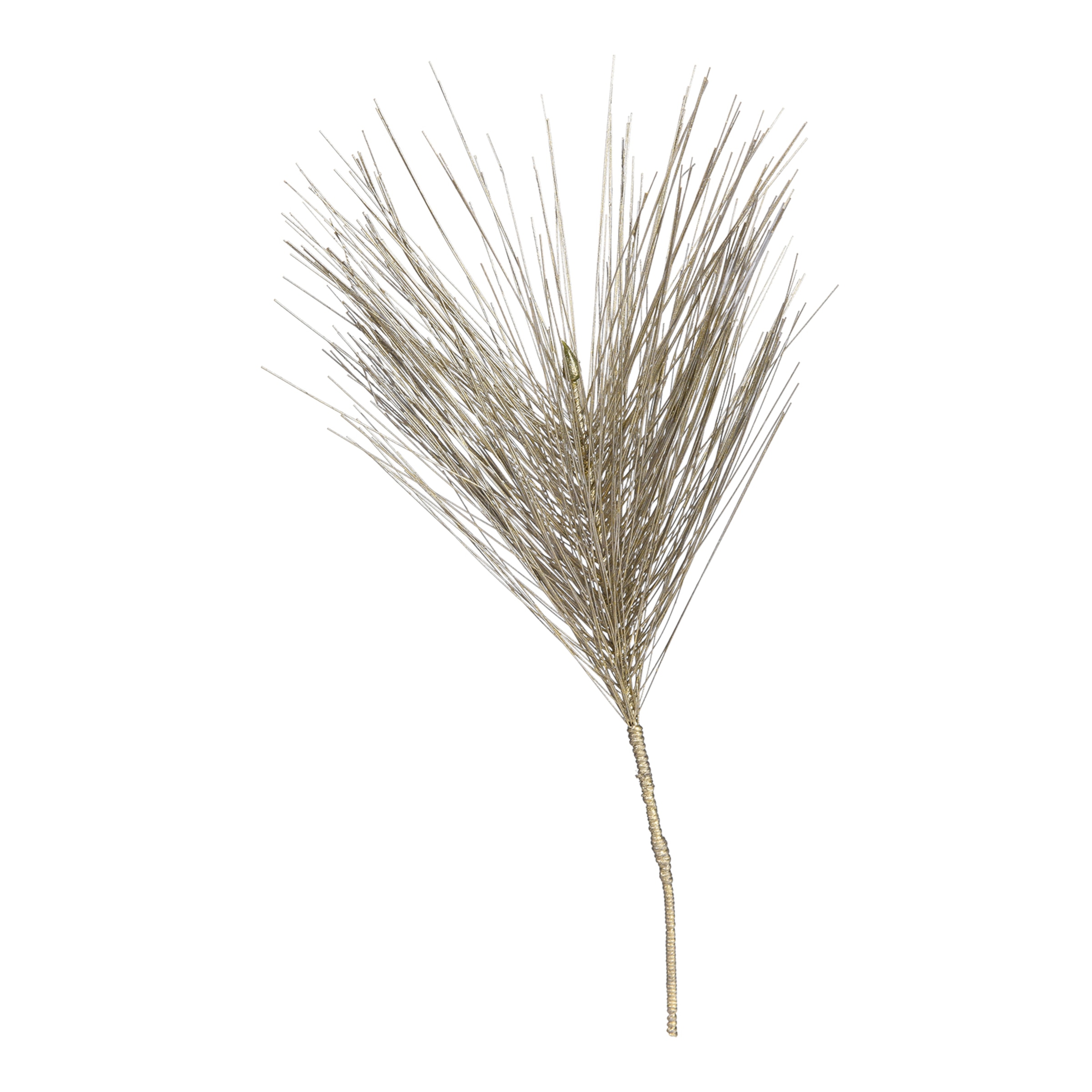 champagne, L 24 cm