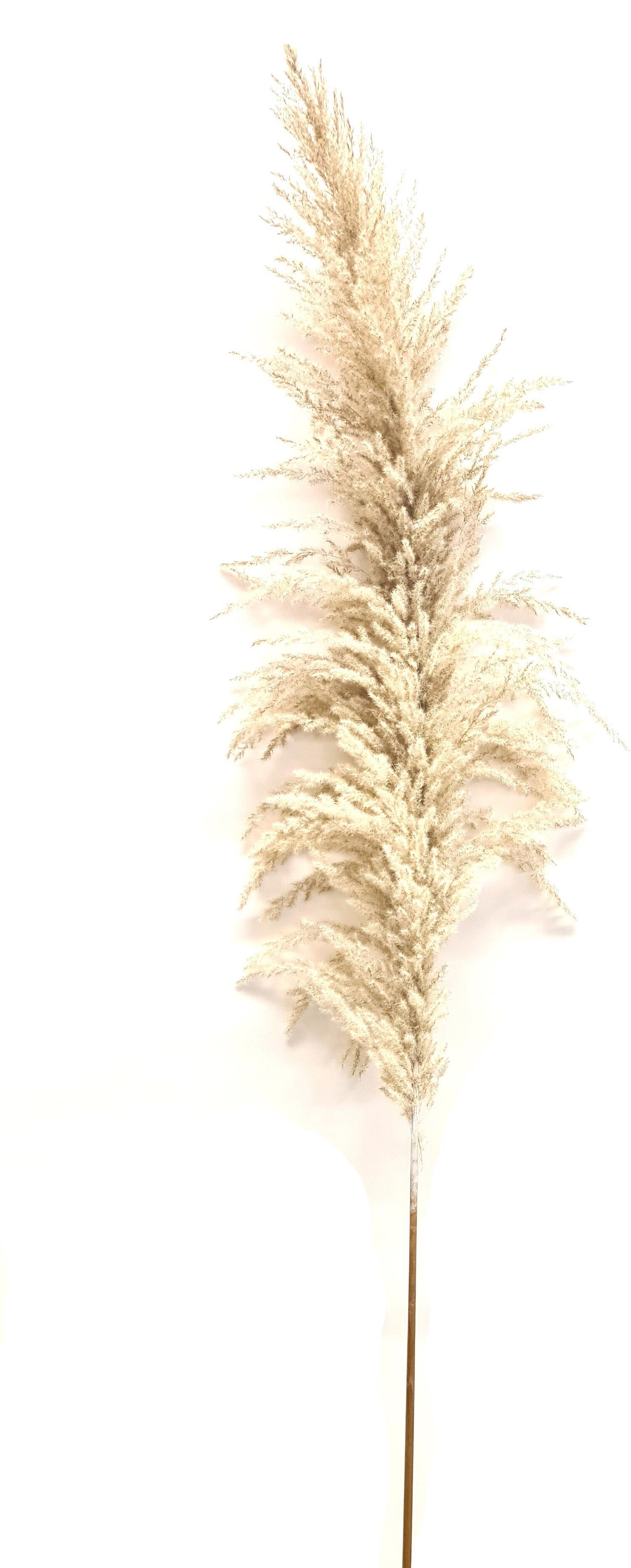 Decoratietak cortederia arundo wit 220 cm