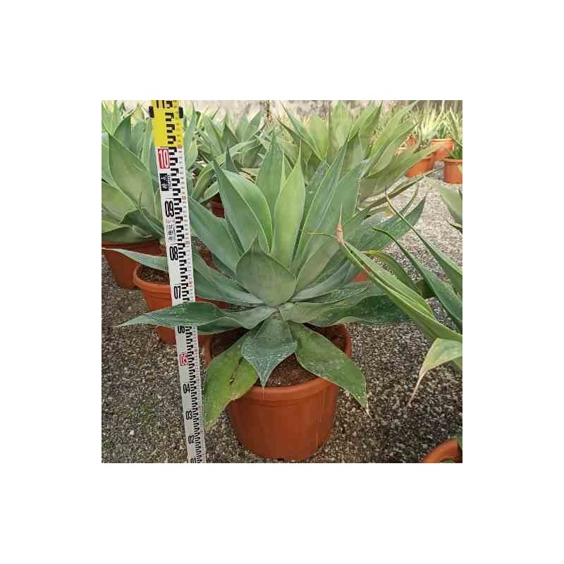 Agave attenuata taille pot de 25l - 70/90cm