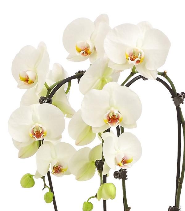 Schmetterlingsorchidee - Phalaenopsis