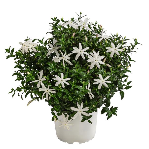Afrikanischer Jasmin