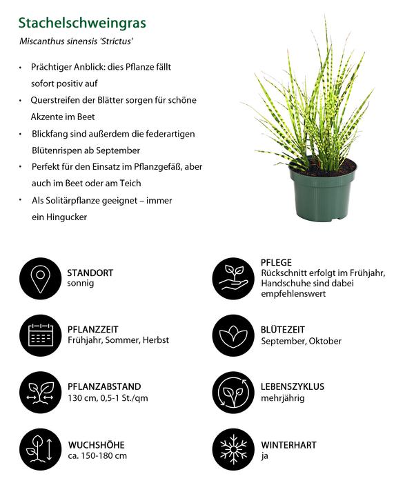Stachelschweingras 'Strictus'