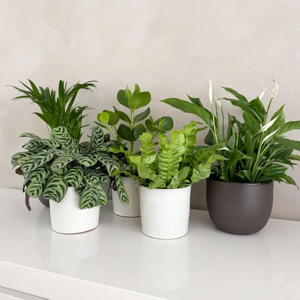 Luchtzuiverende kamerplanten - Set van 5 - Hoogte 25-40cm - ⌀12cm