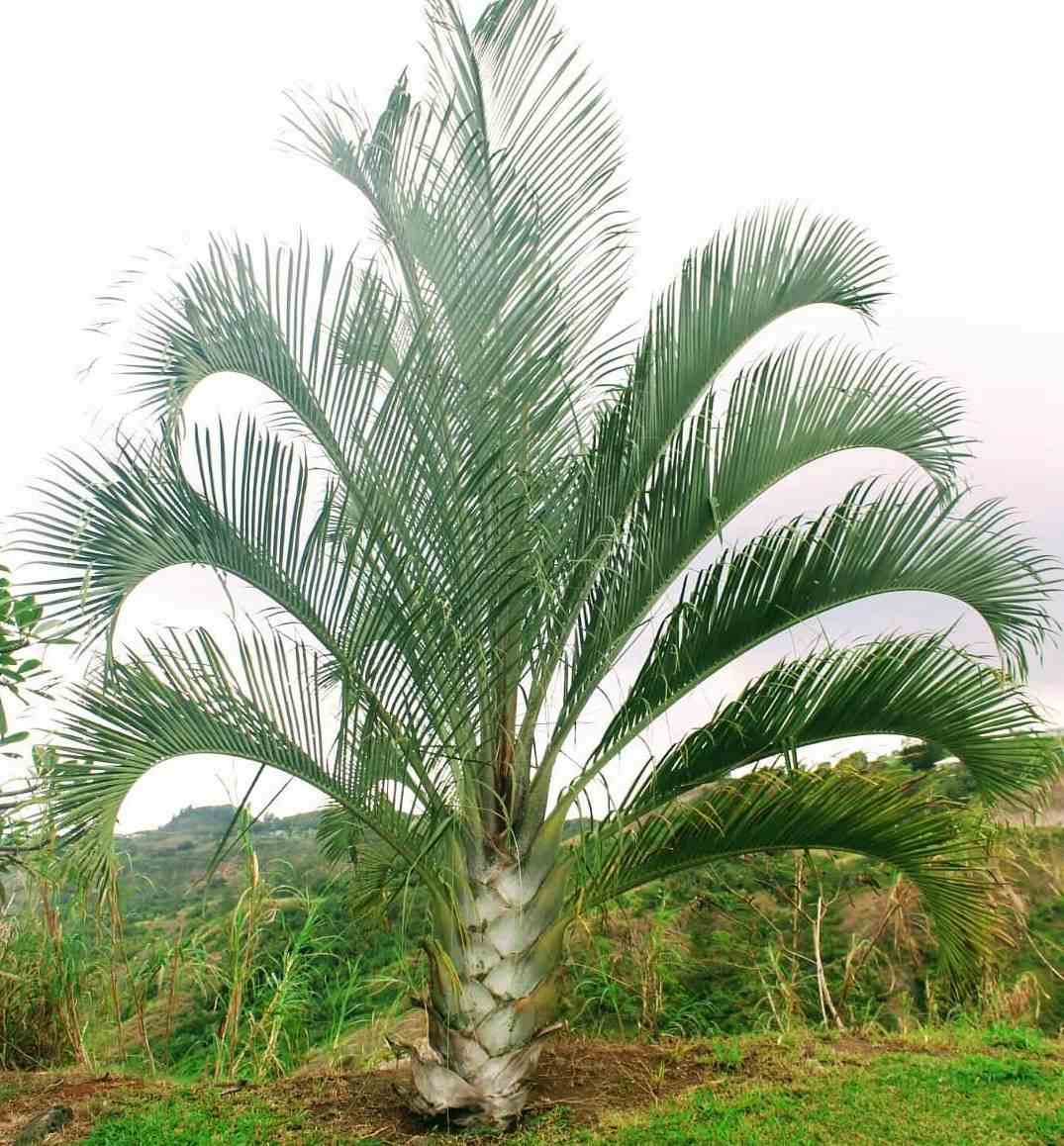Dypsis decaryi (palmier trièdre) taille pot de 2 litres ? 20/30 cm - vert