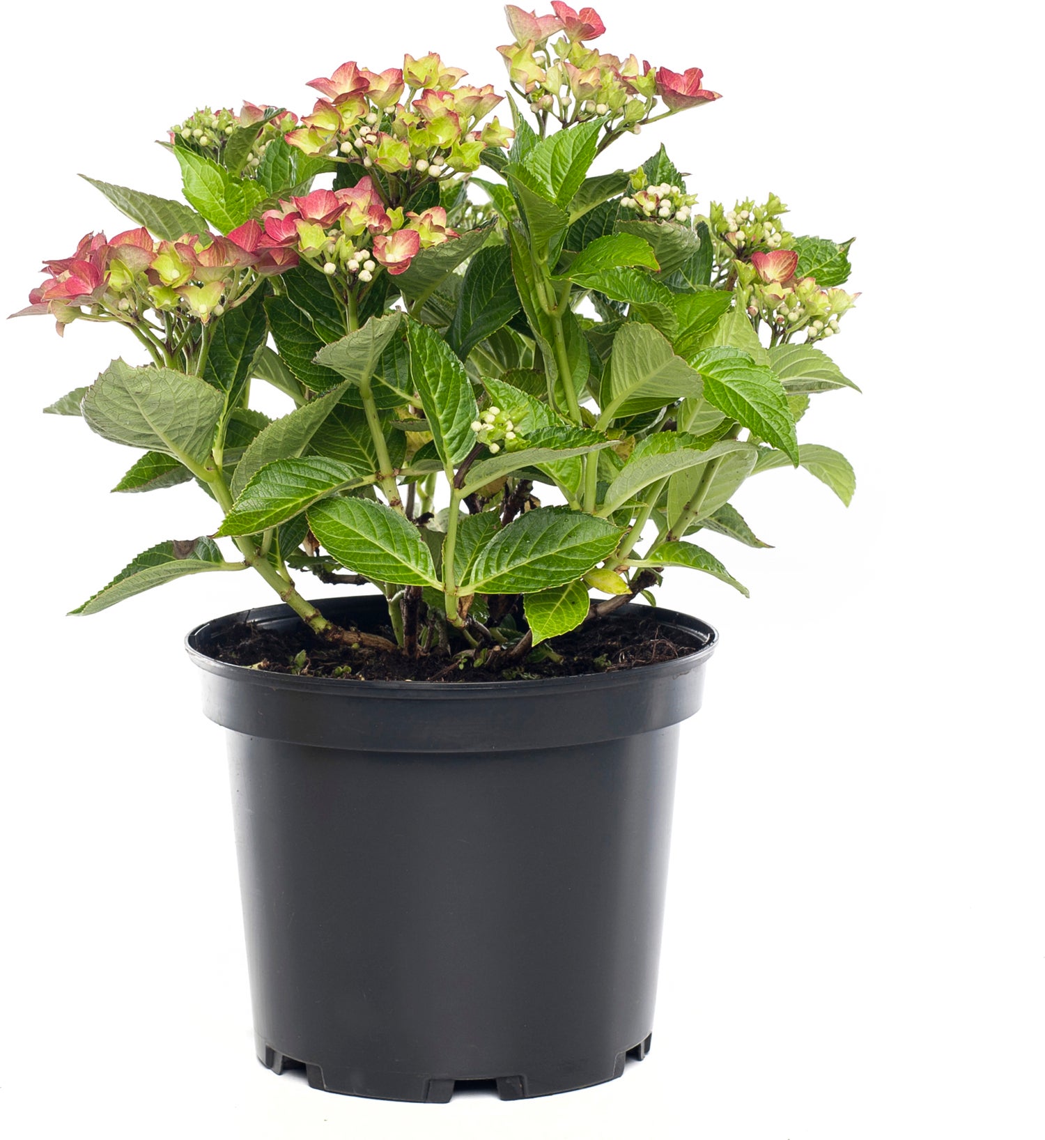 Hortensia (Hydrangea Macrophylla (Rood)) D 17 cm