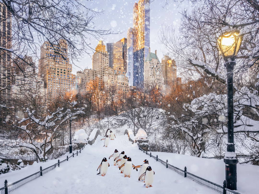 Central Park Penguins by Robert Jahns - Darlings - Small Limited Edition. 30x40.
