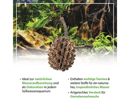 Casuarina Cones ARKA mySCAPE Casuarina Cones 1 - 3 cm 50 stuks natuurlijke waterverzorging, voedingssupplement, pH-verlagend met waardevolle humus- en fulvinezuren