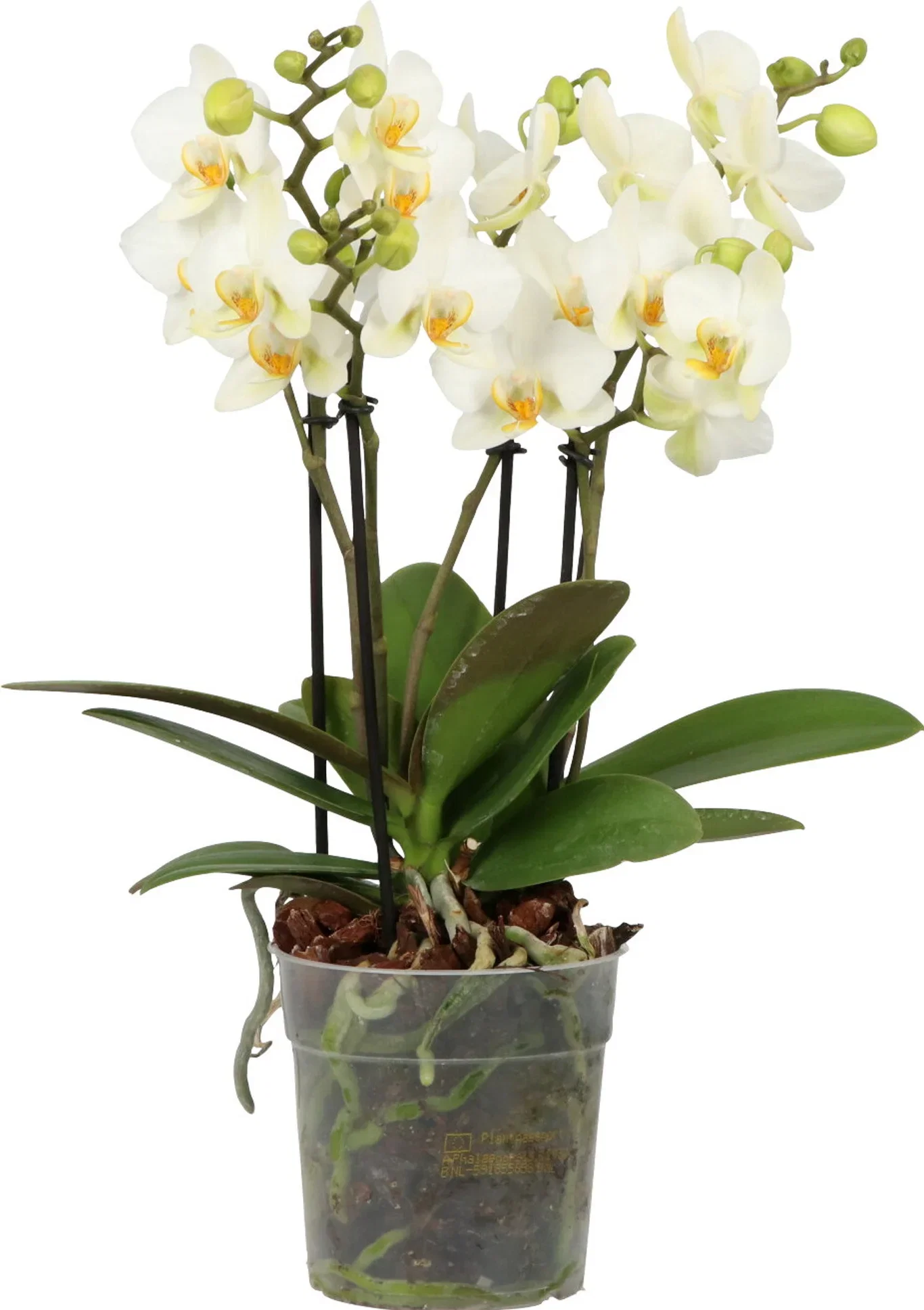 Phalaenopsis Boquetto Beauty Orkidé Boquetto Beauty Høyde 45 cm