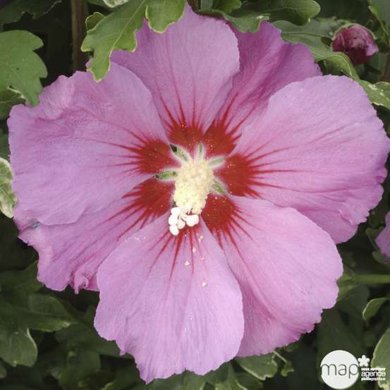 Hibiscus syriacus 'Pink Giant' : conteneur 10 litres