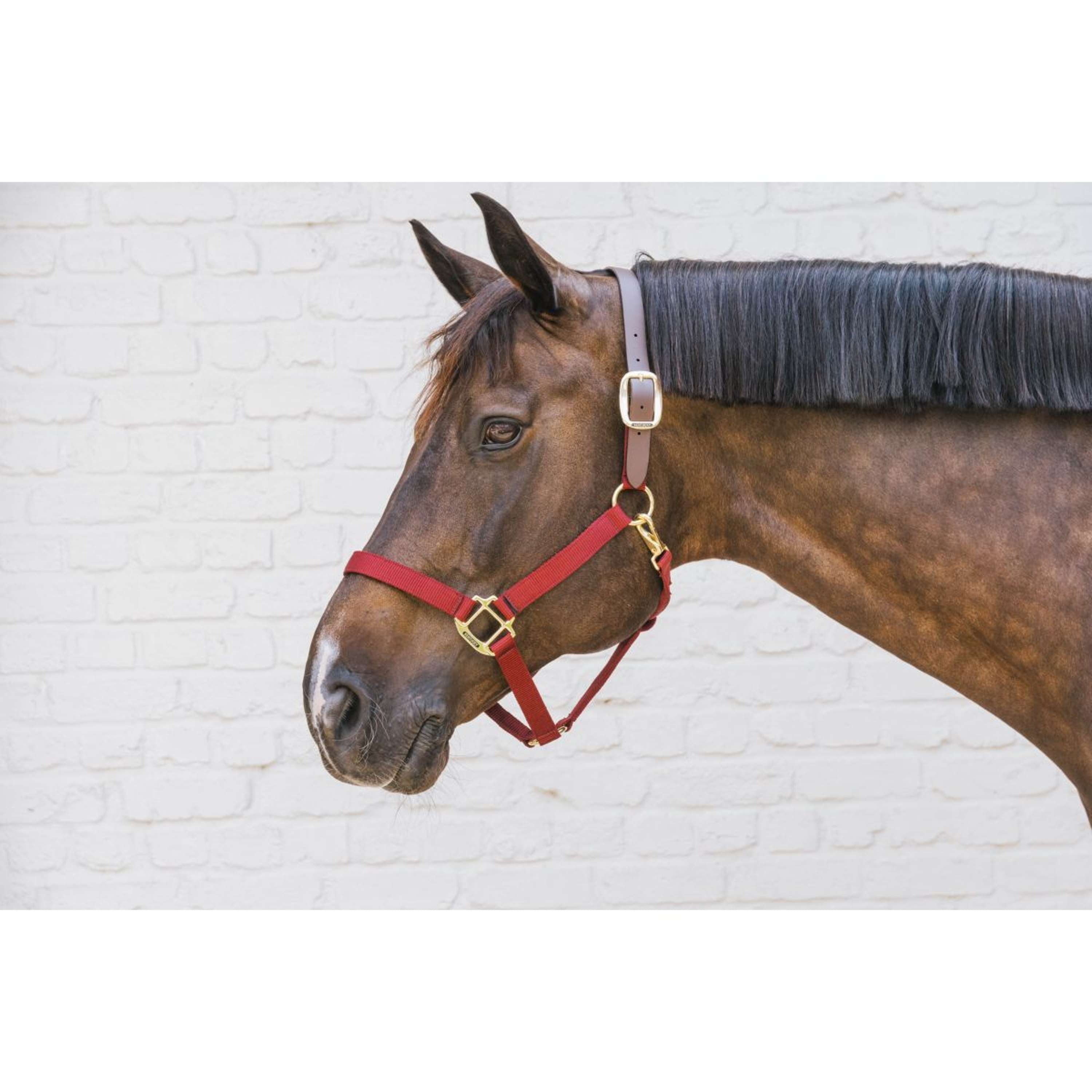 Kentucky Halster Nylon Breakaway Bordeaux