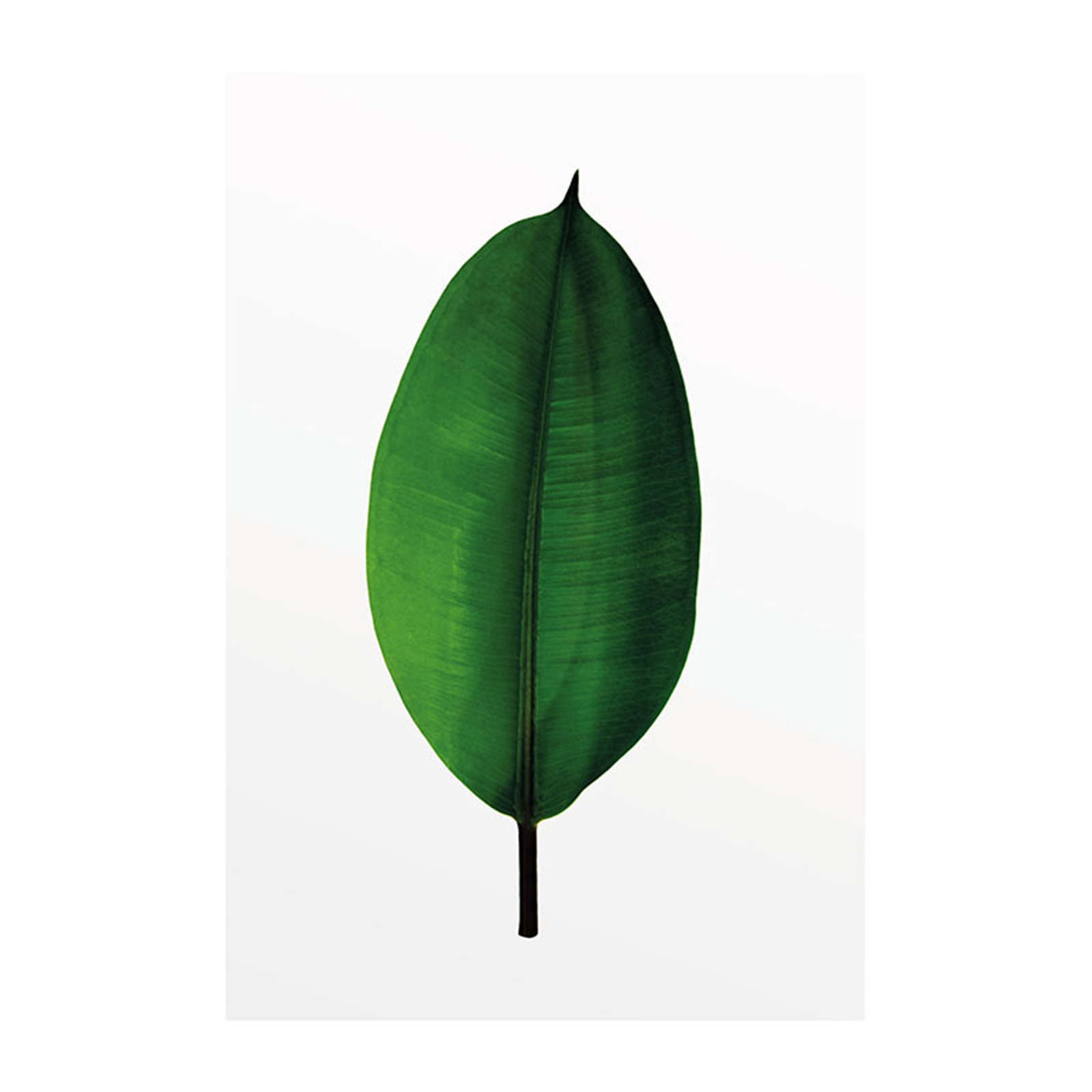 Wandbild FICUS LEAF - grün-weiß - 50x70 cm