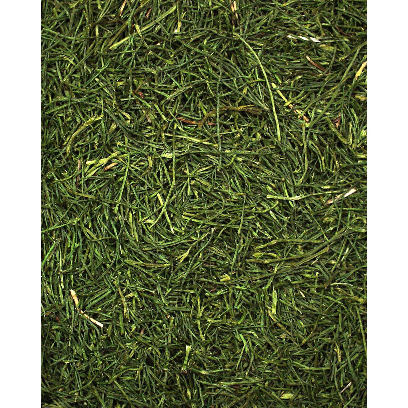 JR Farm Petersilienstiele 500 g