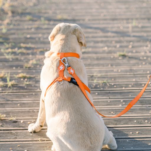 Guia de nylon laranja para cães