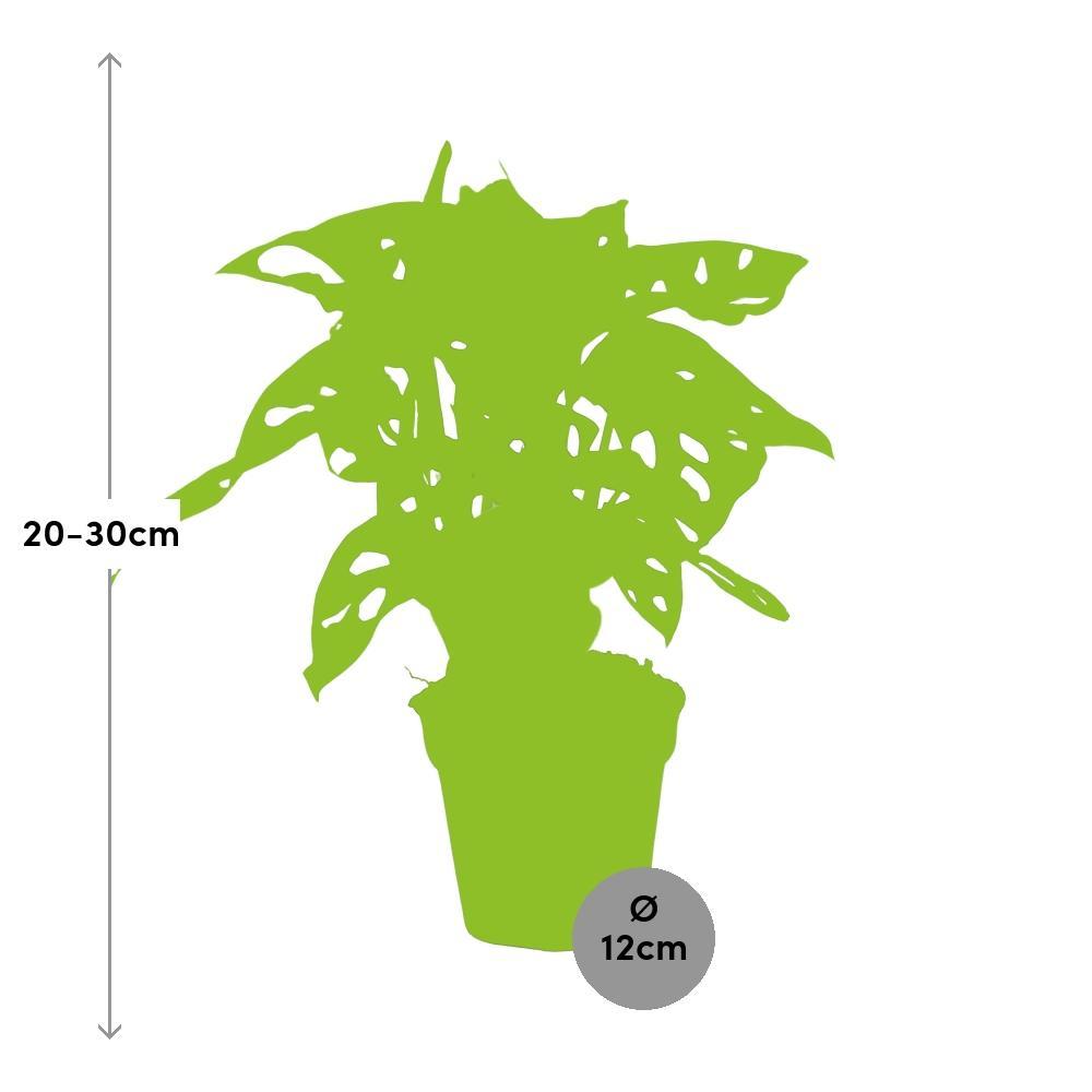 Plante d'intérieur - monstera adansonii 30.0cm
