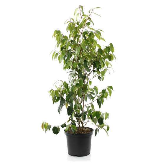 Camellia 'Spring Festival' : H 40/50 cm, ctr 3 Litres
