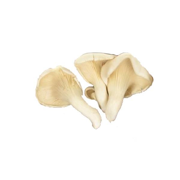 Cogumelo Pleurotus Bio - Emb 150G