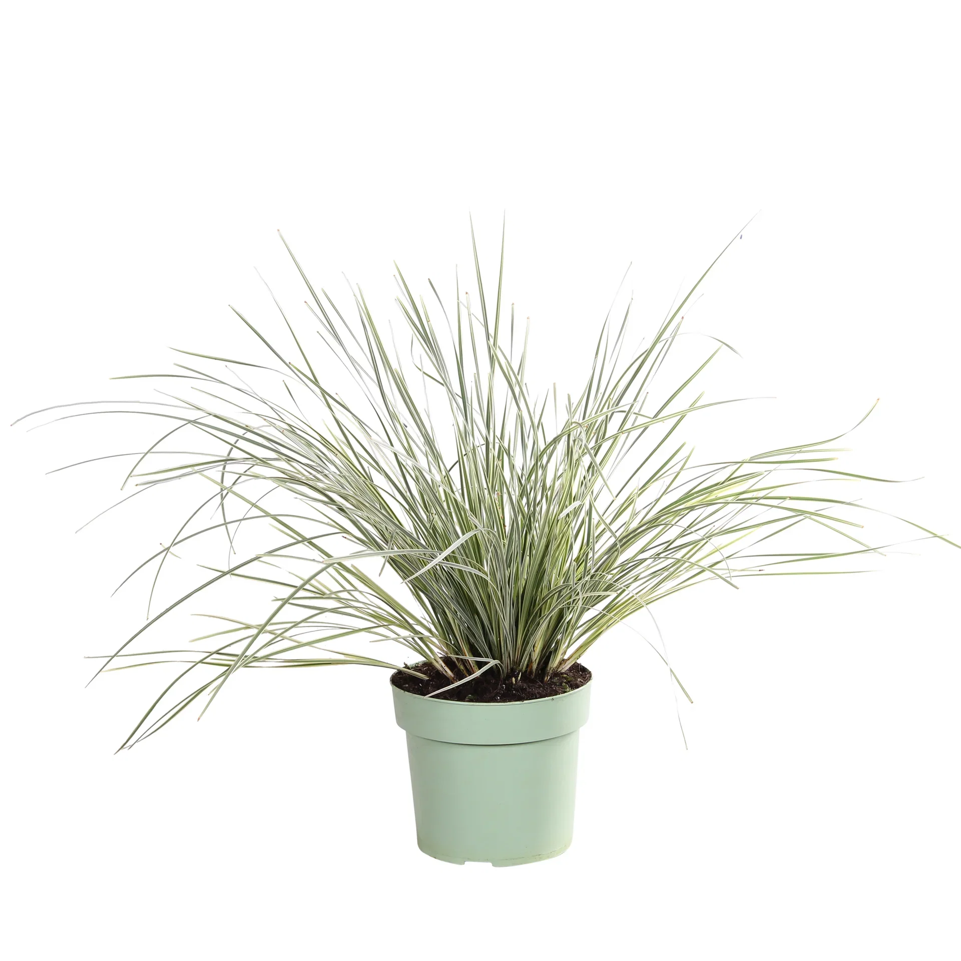 Lomandra 'White Sands' 19 cm Lomandra 'White Sands' Ø19 cm