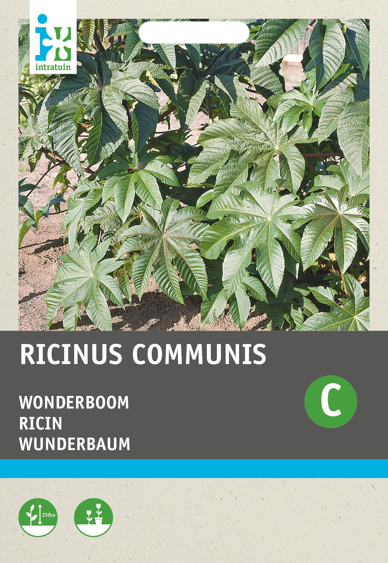 Intratuin bloemenzaad Wonderboom gemengd (Ricinus communis)