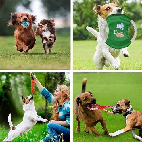 Conjunto de brinquedos multicoloridos para cães