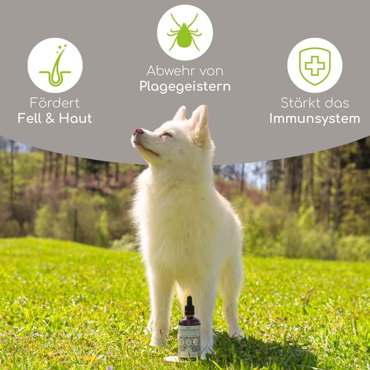 Wolfsbacher Natur Futteröl Set 4 x 100ml