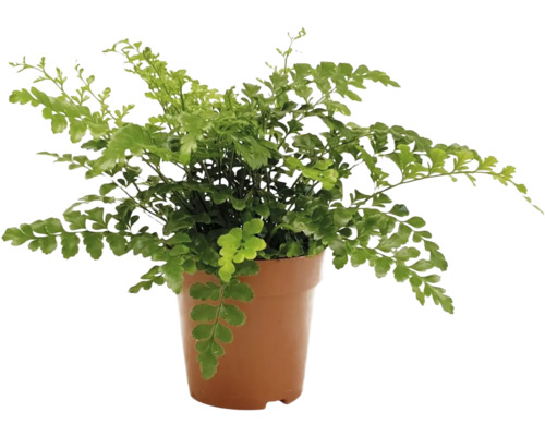 Asplenium parvati (FloraSelf) in een 12 cm pot