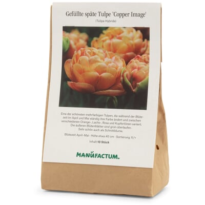 Tulpe 'Copper Image'