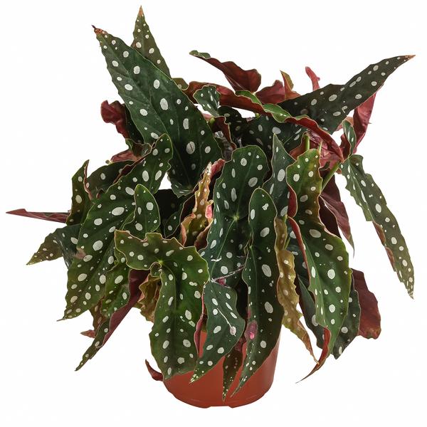 Polka-Dot Begonie - Begonia maculata