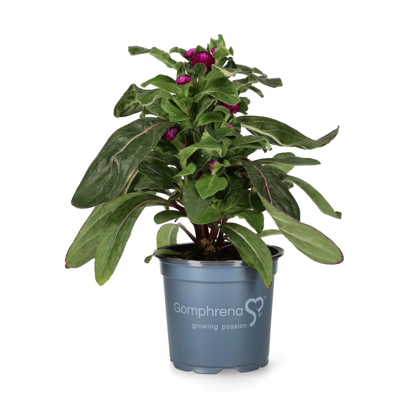 Gomphrena Purple 10,5 cm Kuleamarant Ø10,5 cm