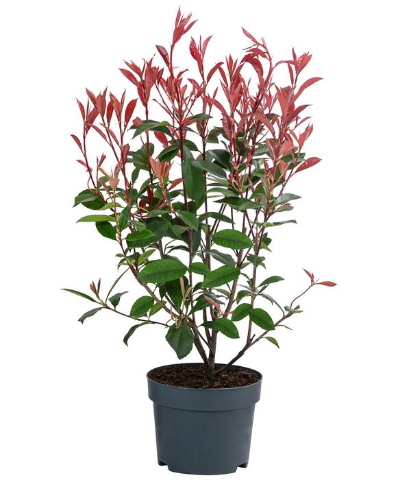 Glanzmispel 'Carré Rouge'