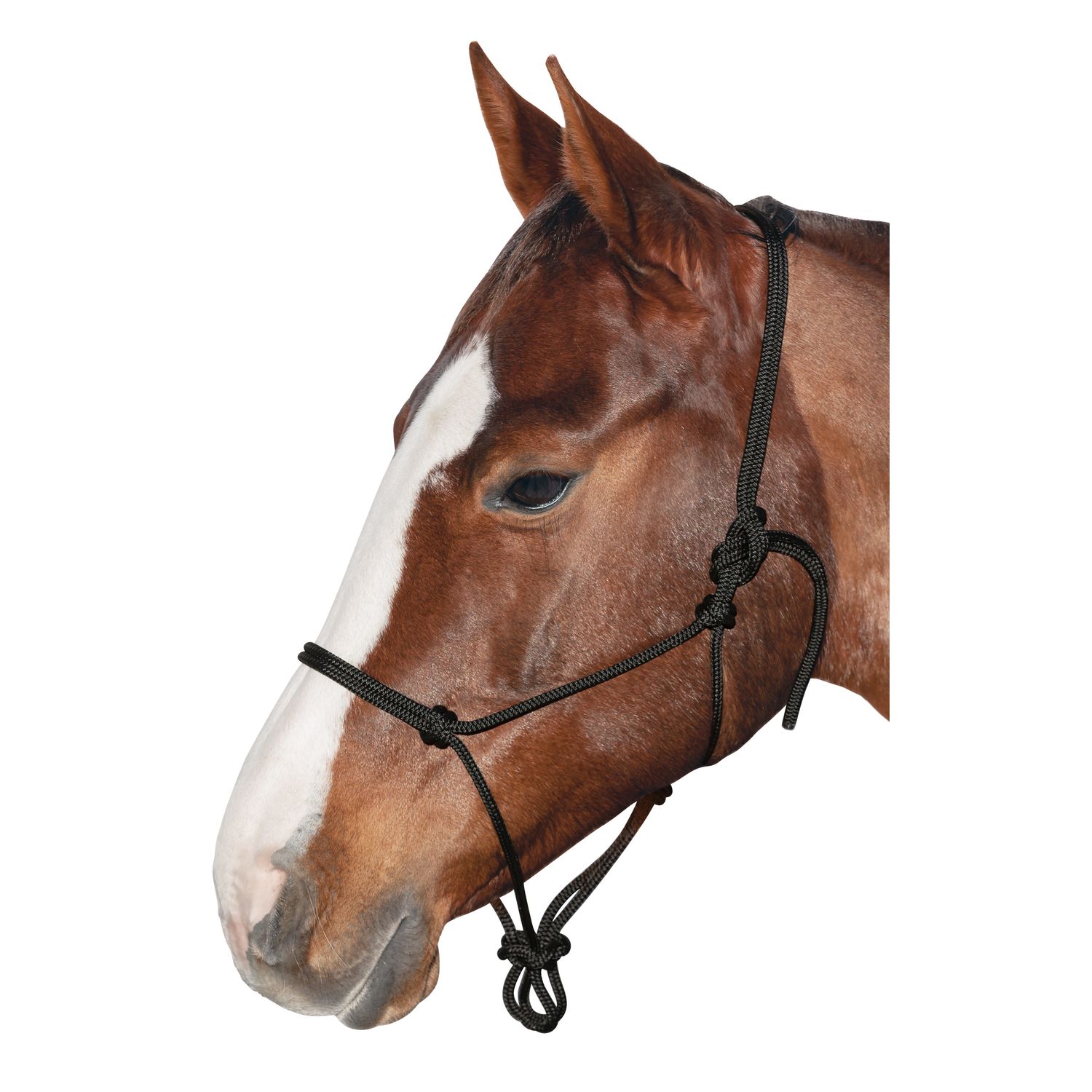 BROCKAMP Knotenhalfter Horse-Man-Halfter  - schwarz