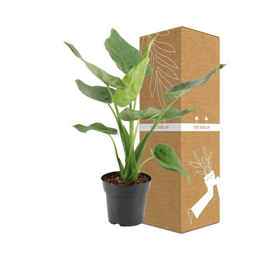 Plante d'intérieur - alocasia cucullata 55.0cm