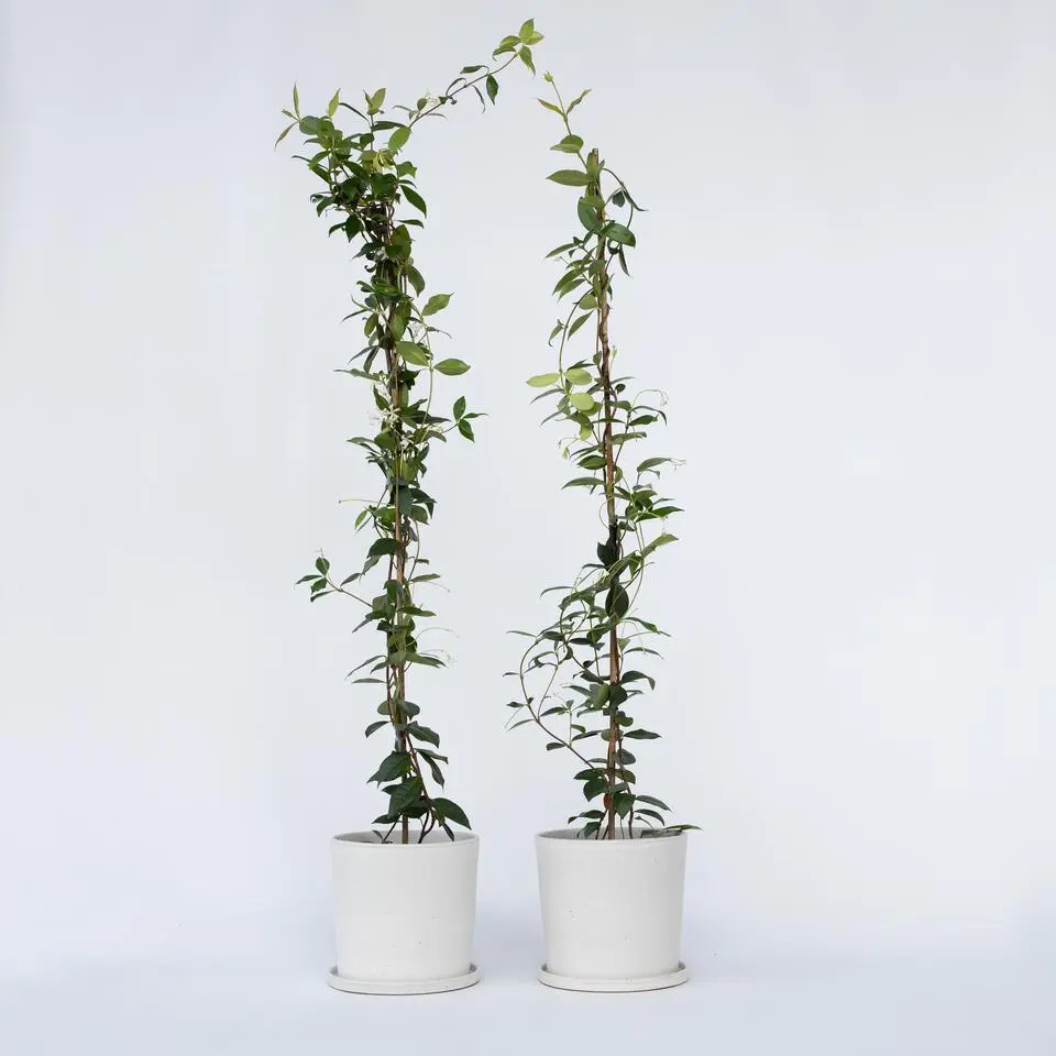 Jasmijn - Set van 8 - Trachelospermum jasminoides - Hoogte 110-120cm - ⌀17cm