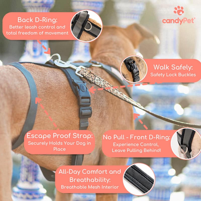 Coleira peitoral anti-fuga de 3 pontos - Ideal para cães de caça à vista: Galgo Italiano, Whippet, Galgo Inglês, Podenco - Segura, respirável e durável - Perfeita para caminhadas, treinamento e corrida - Antracite, G