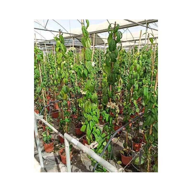 Clerodendrum thomsoniae (clérodendron) taille pot de 5 litres - 160/180 cm