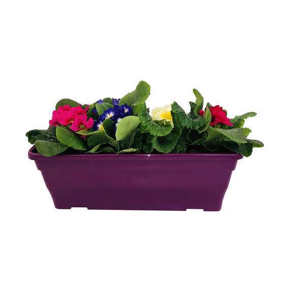 Primevères en jardinière de 40cm couleur - Coloris variables