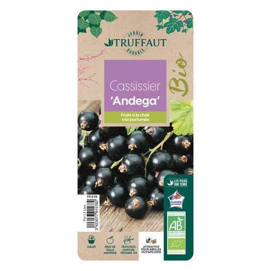 Cassissier 'Andega' bio : pot de 1,5 litres