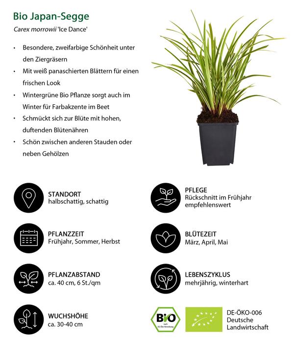 Bio Stauden-Set Beet im Halbschatten,