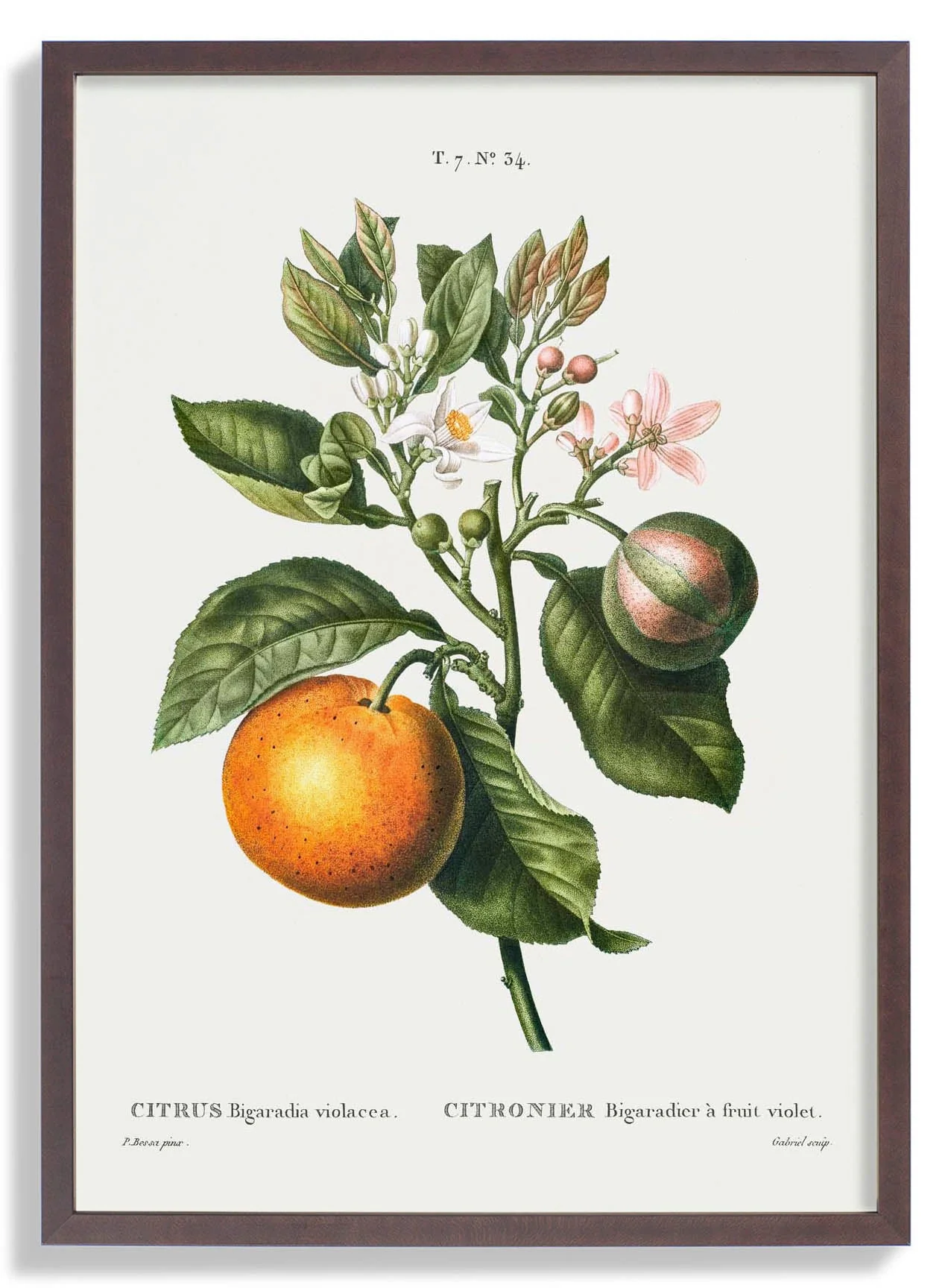 Bitterorange Blume