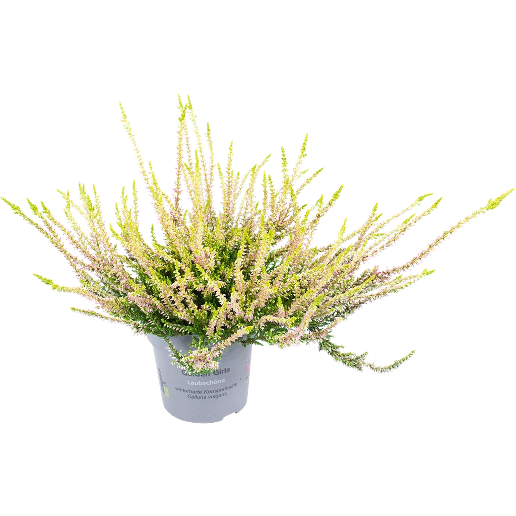 Calluna vulgaris (Garden Girls Series) Røsslyng Garden Girls